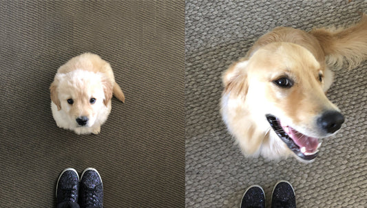 Studio Dog Turns One!
