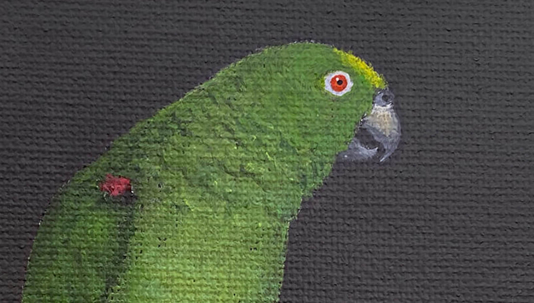 Yellow Crowned Amazon Parrot