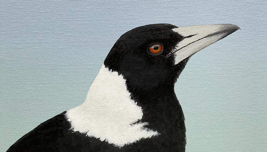 An Australian Magpie