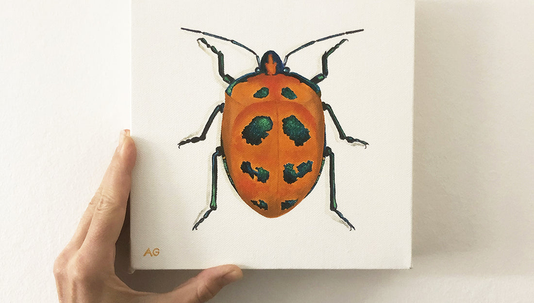 Cotton Harlequin Beetle