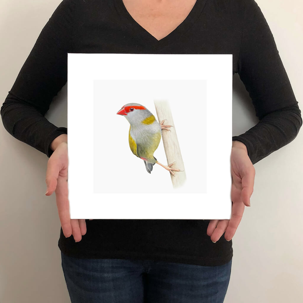Fine art giclée print of a Red-browed Finch artwork by bird artist Amanda Gosse size guide
