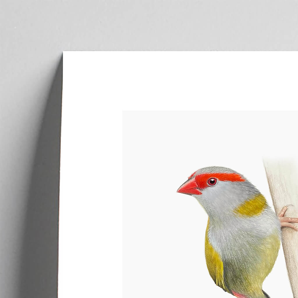 Fine art giclée print of a Red-browed Finch artwork by bird artist Amanda Gosse detail
