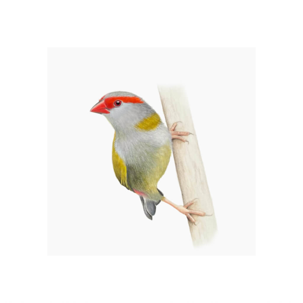 Fine art giclée print of a Red-browed Finch artwork by bird artist Amanda Gosse