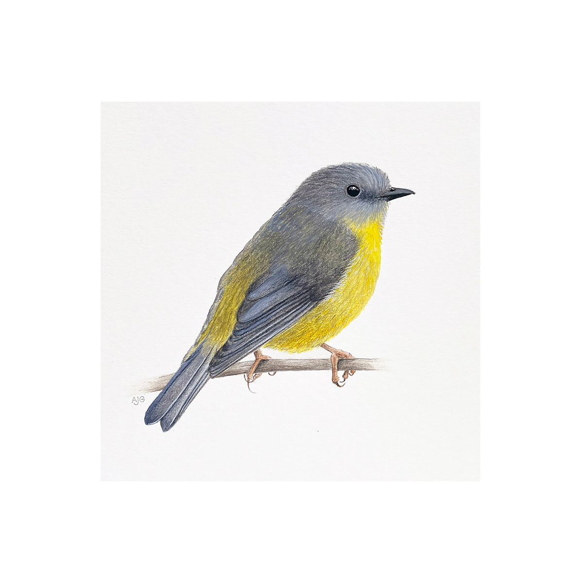 Eastern Yellow Robin Giclée Fine Art Print
