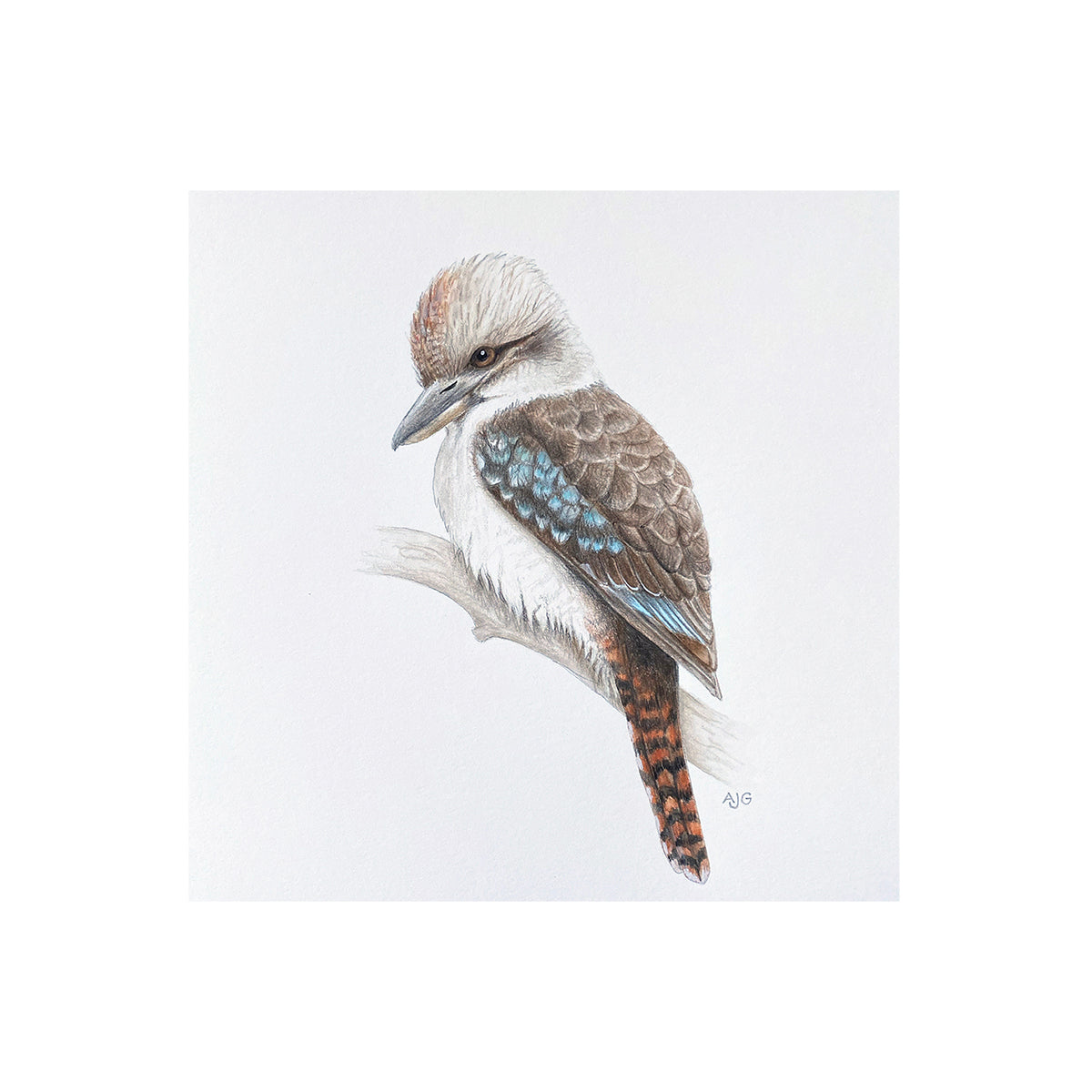Kookaburra Giclée Fine Art Print by Amanda Gosse