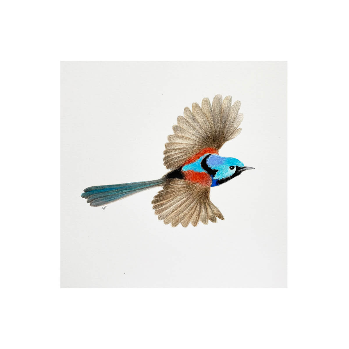Fine art A4 giclée print of a Variegated Fairy Wren by Amanda Gosse bird artist