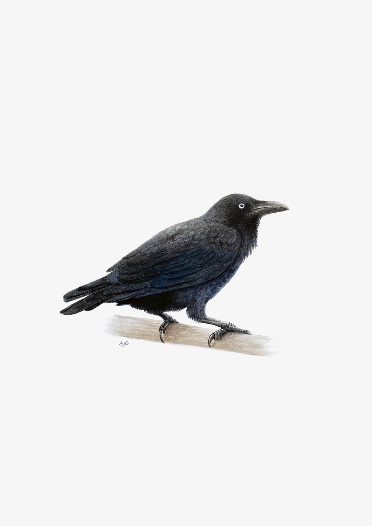 Australian raven original gouache and pencil artwork by Amanda Gosse bird artist