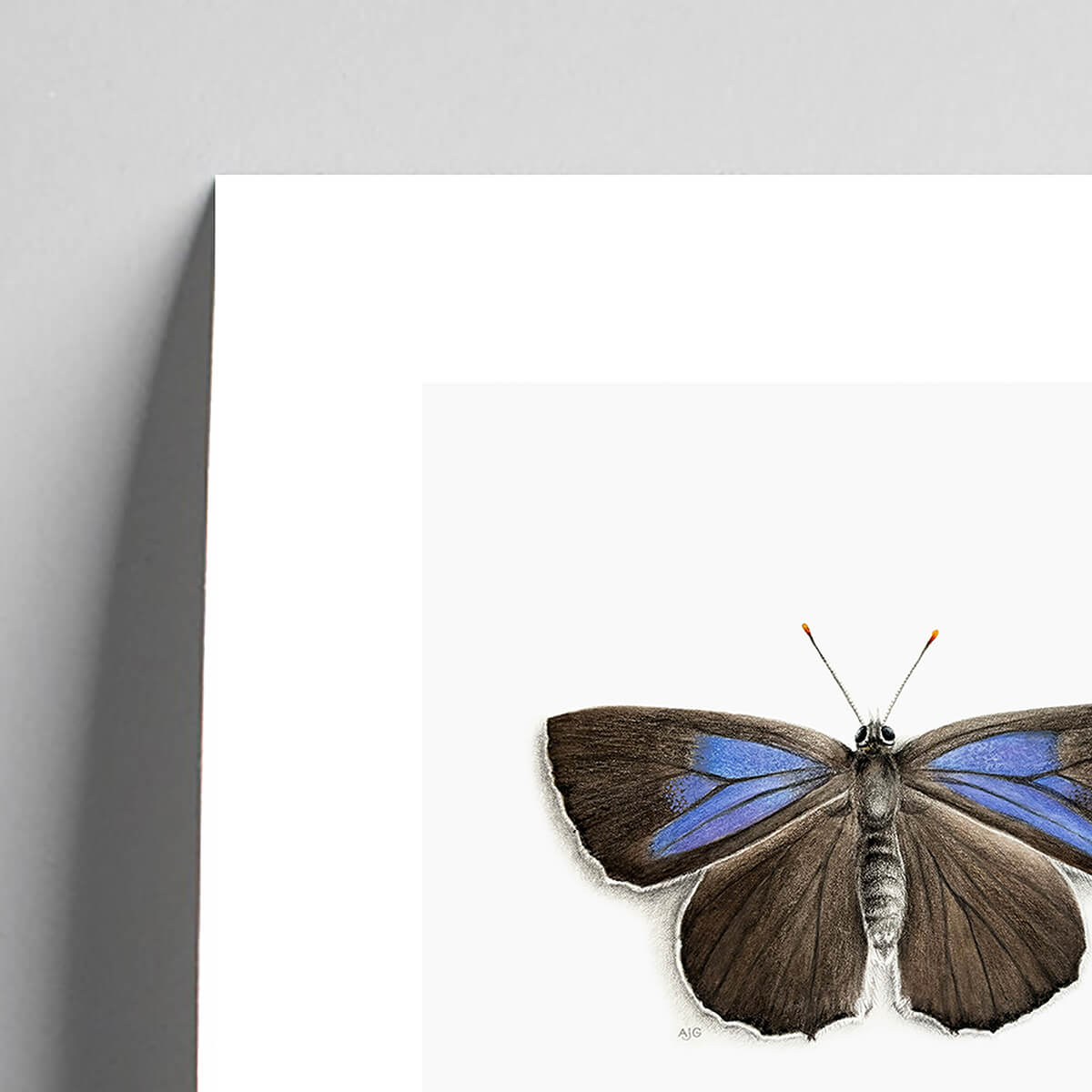 Purple Hairstreak Butterfly on off white background Giclée Fine Art Print Detail