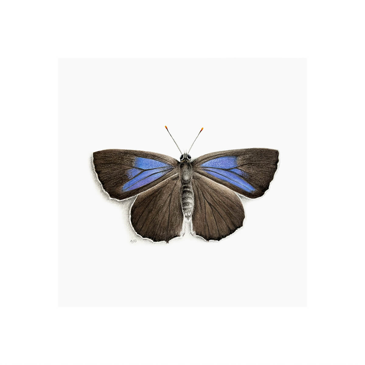 Purple Hairstreak Butterfly Giclée Fine Art Print