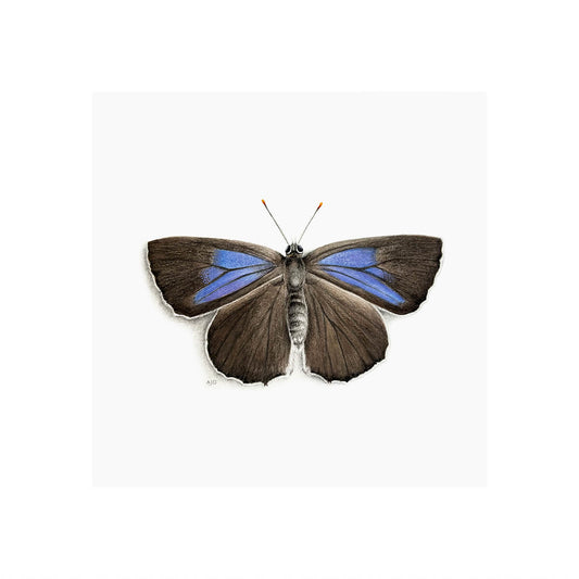 Purple Hairstreak Butterfly Giclée Fine Art Print