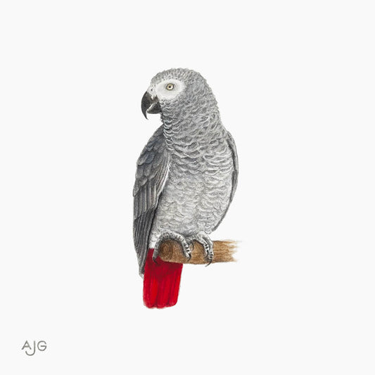 Painting of an African grey parrot with a red tail perched on a branch against a white background