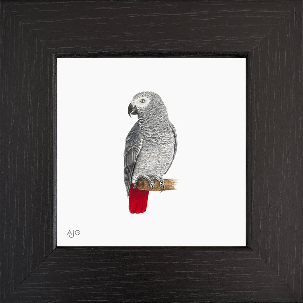 Framed artwork of a grey parrot with red tail on a white background