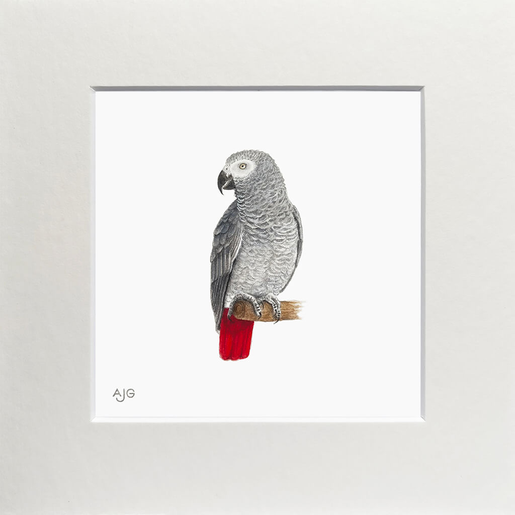 Mounted painting of an African grey parrot with a red tail perched on a branch against a white background