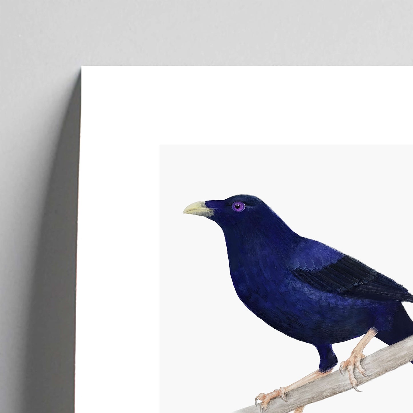 Blue bird perched on a branch against a white background