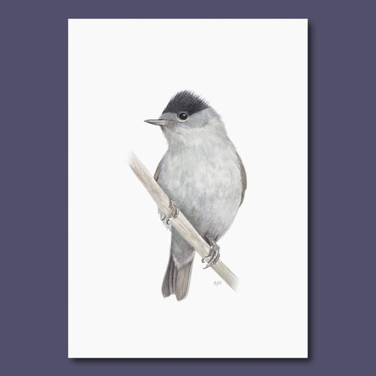 Original bird painting of a blackcap, a grey and black warbler on a branch