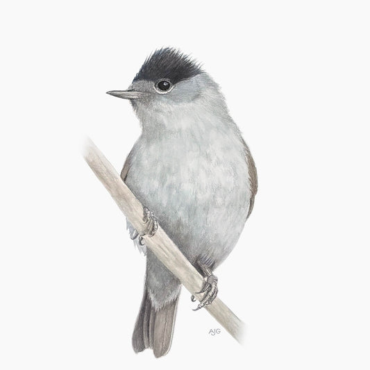 Blackcap Original Gouache Painting on paper