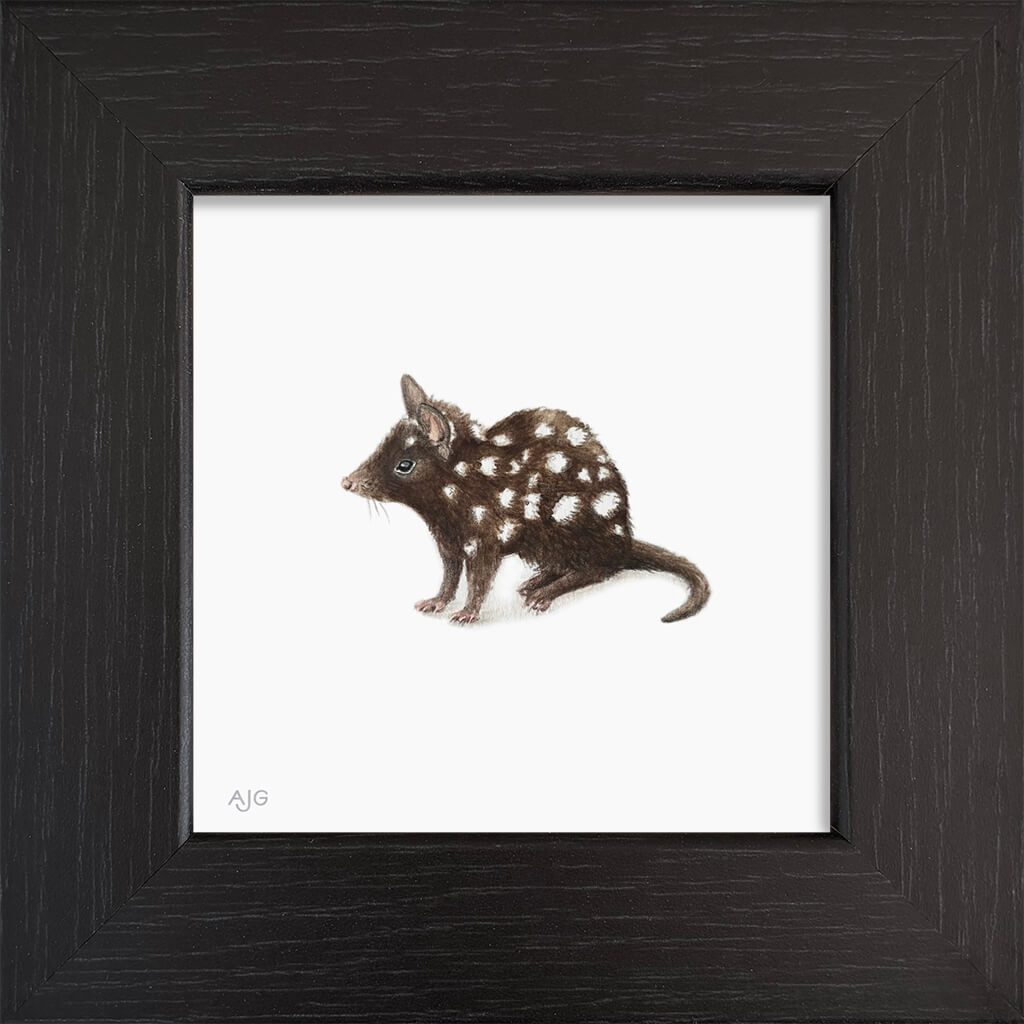 A miniature painting of an Australian Eastern Quoll on a white background in a black wood frame