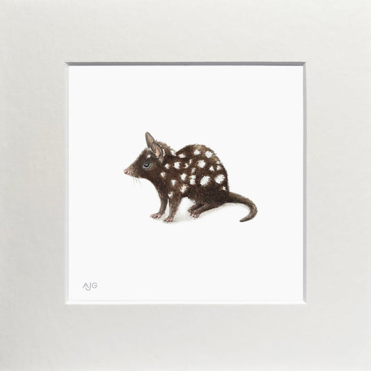 Matted artwork of a spotted quoll on a white background