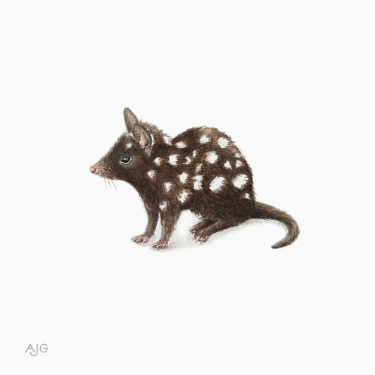 A miniature painting of an Australian Eastern Quoll on a white background