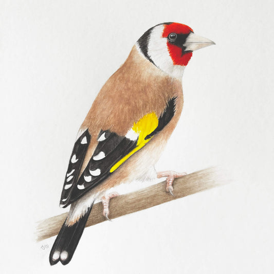 Goldfinch bird with red head, yellow chest, and black wings perched on a branch against a white background
