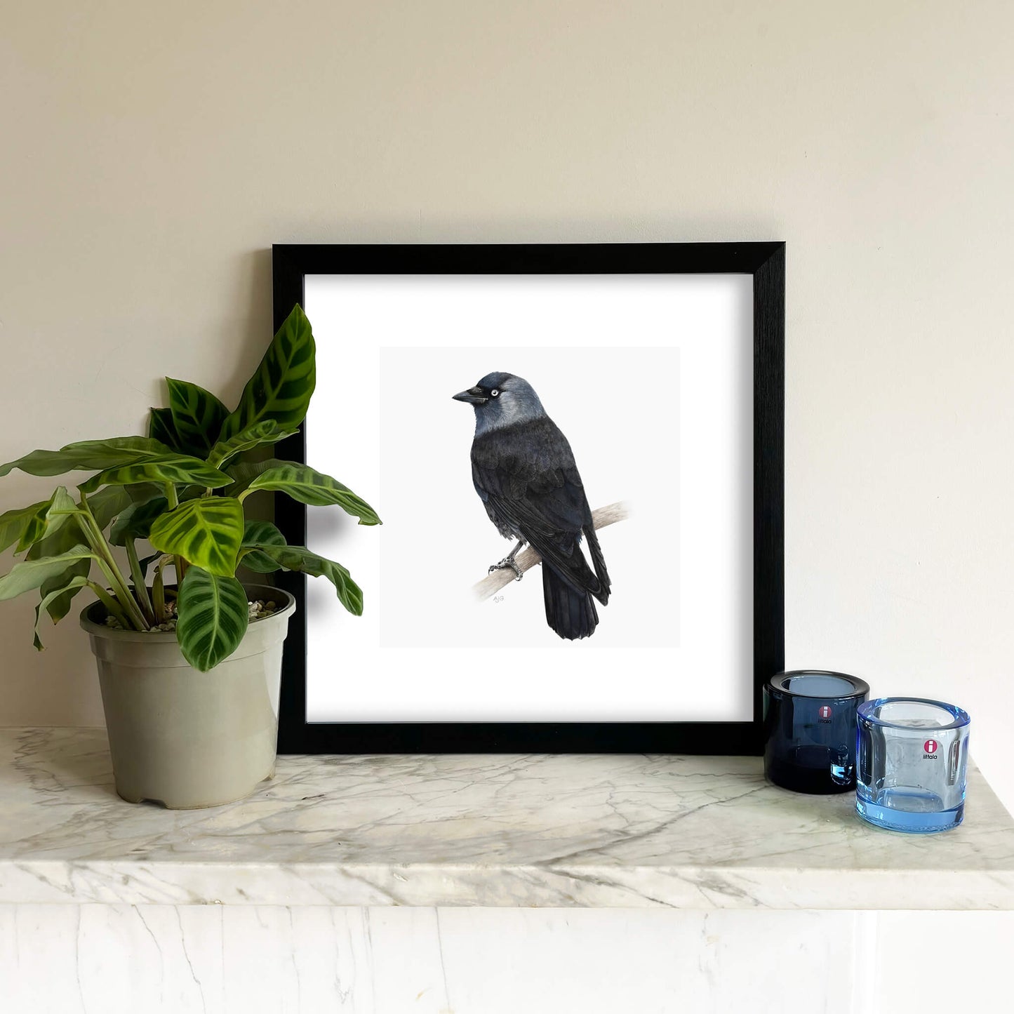 Framed giclée print of a jackdaw bird by Amanda Gosse