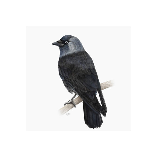 Jackdaw Giclée Fine Art Print Limited Edition of 75 by Amanda Gosse