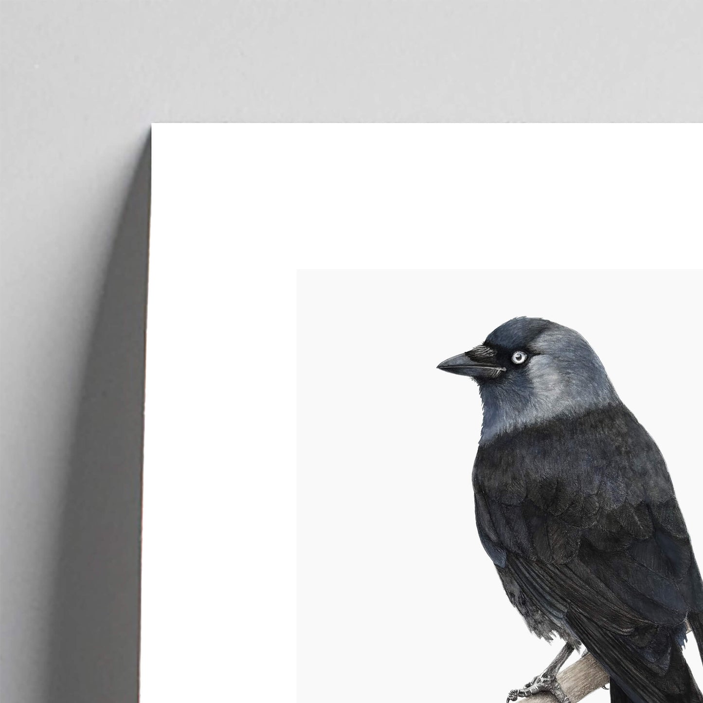 Jackdaw Giclée Fine Art Print bird study by Amanda Gosse