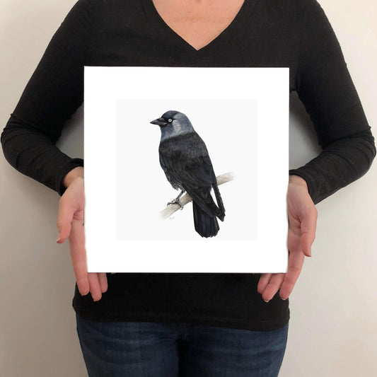 A limited edition fine art print of a jackdaw bird
