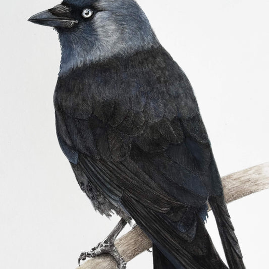 Original bird painting of a jackdaw, a grey and black corvid on a branch