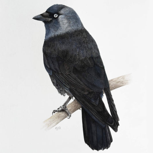 Jackdaw Original Gouache Painting on paper