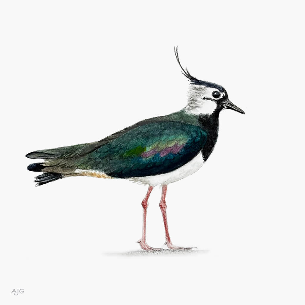 Gouache painting of a northern lapwing bird on a white background