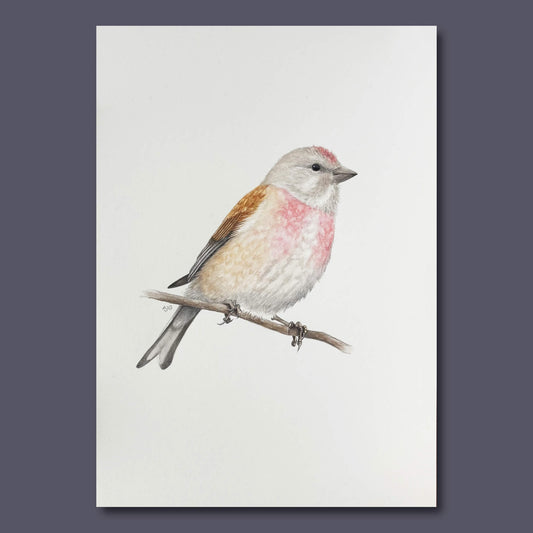 Illustration of a bird perched on a branch with a plain background