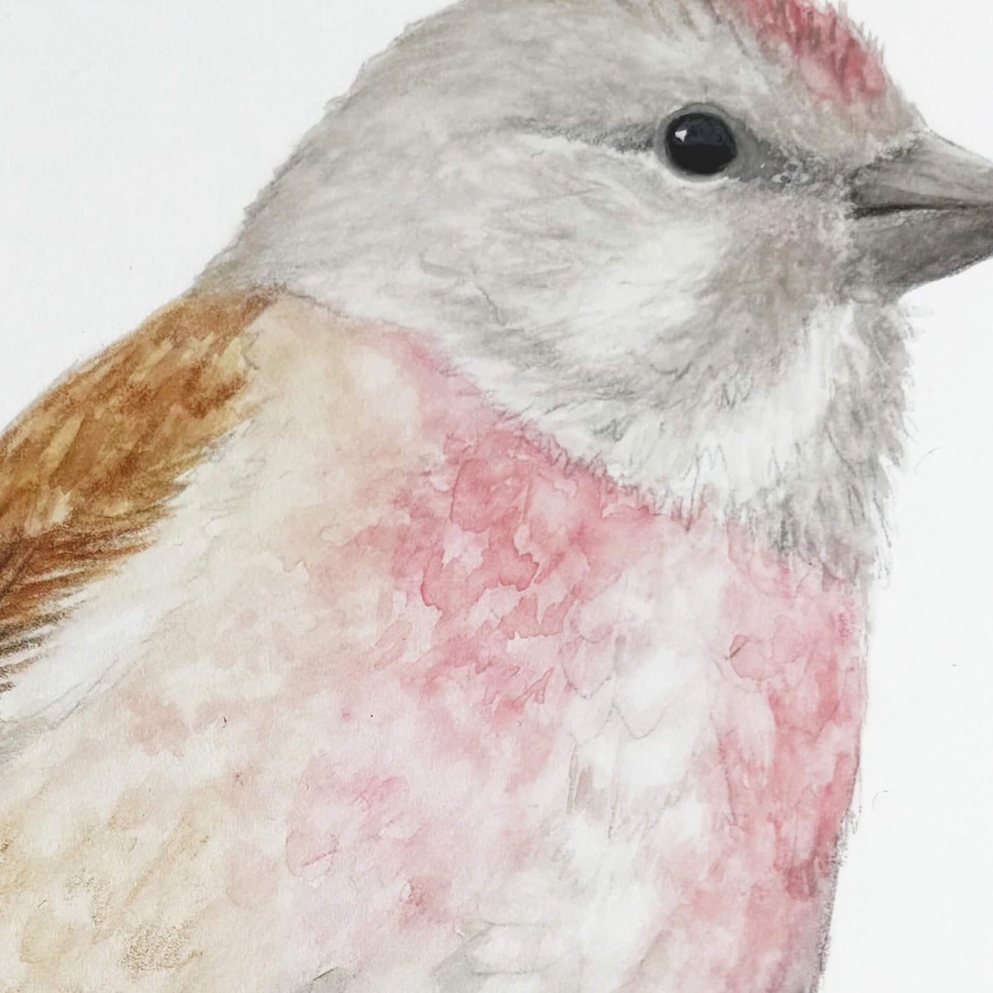 Close-up of a male linnet bird with pink and brown plumage on a white background
