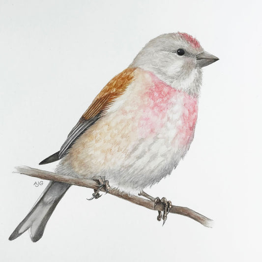 Illustration of a linnet bird perched on a branch with a white background