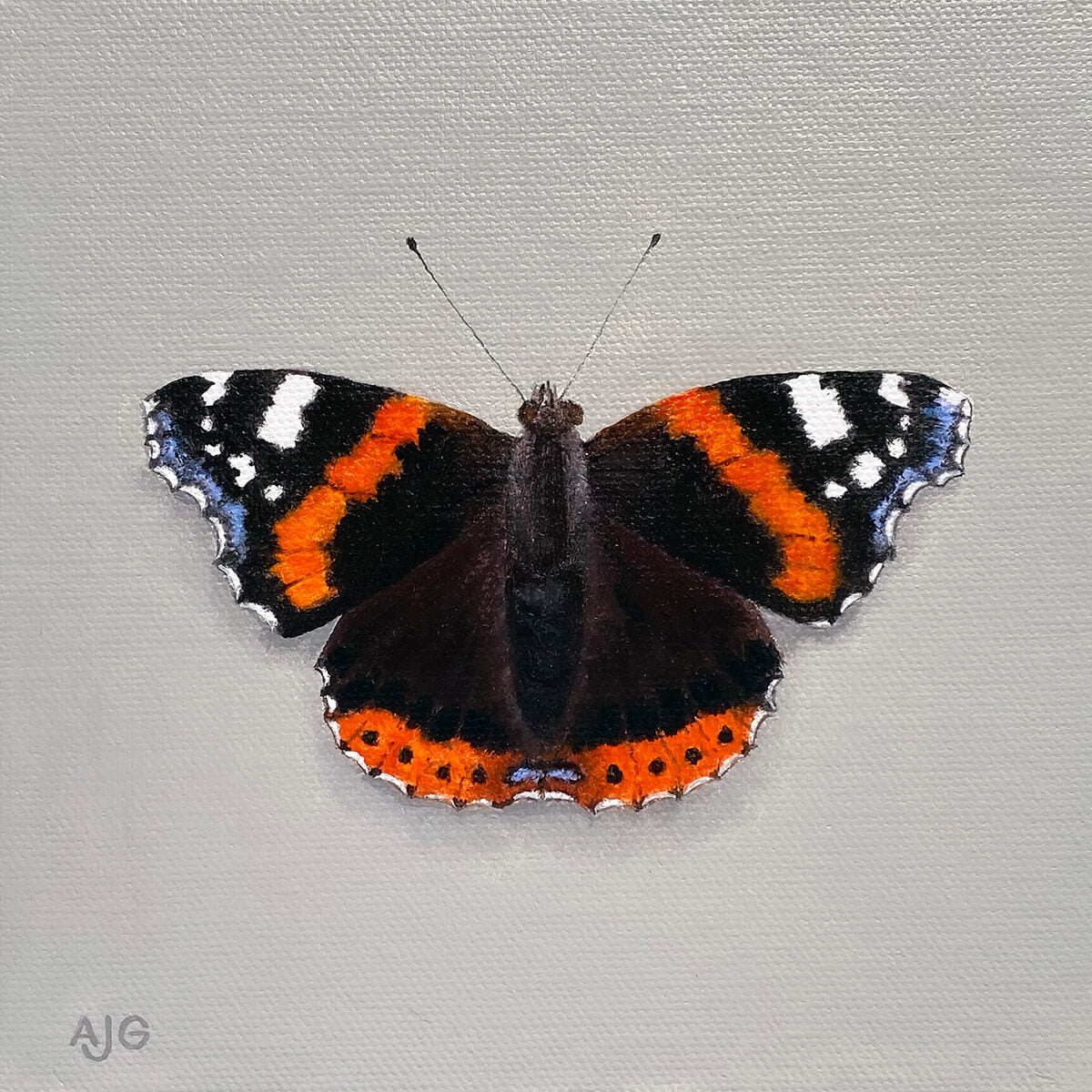 Original miniature painting of a red admiral butterfly by Amanda Gosse AJG Artist