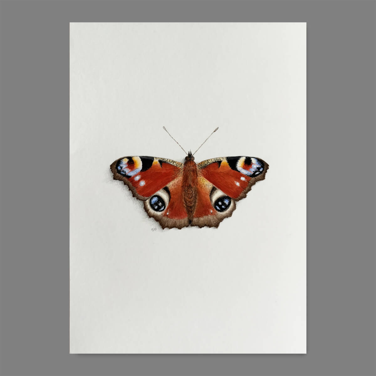An original gouache painting of a peacock butterfly by Amanda Gosse A4