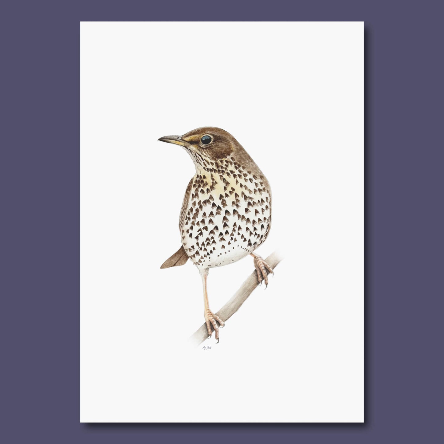 Original painting of a song thrush bird perched on a branch with a white background