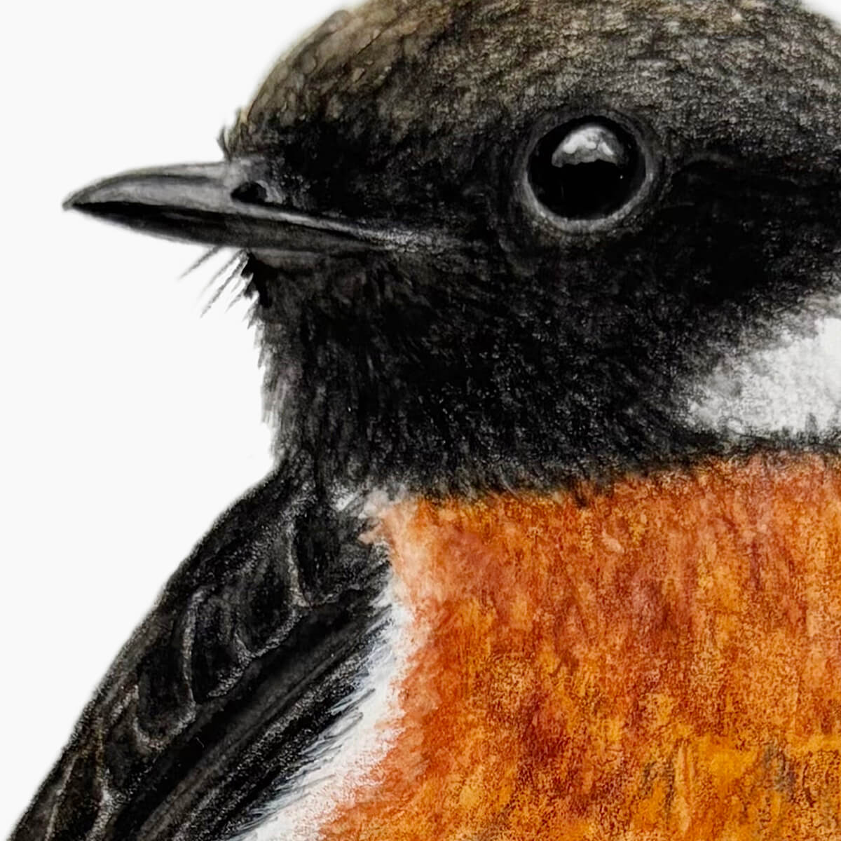 Detail of an original gouache painting of a male Stonechat bird by Amanda Gosse bird artist