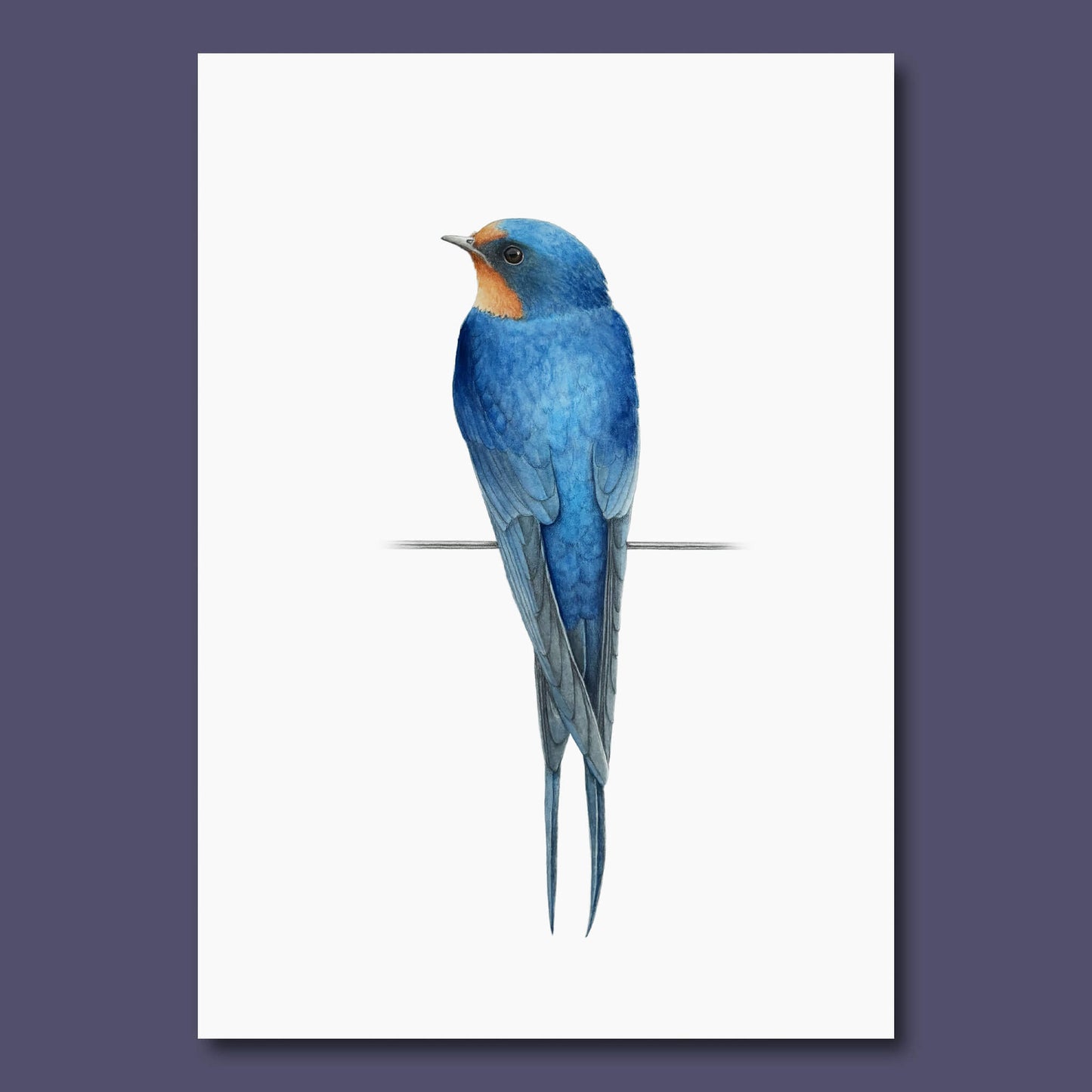 Illustration of a blue swallow bird on a white background