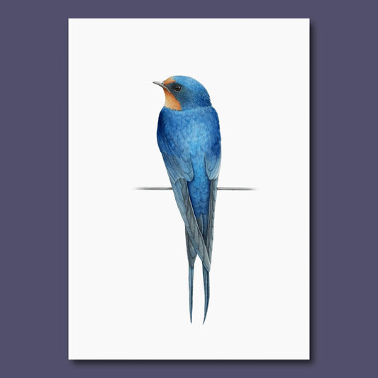Illustration of a blue swallow bird on a white background