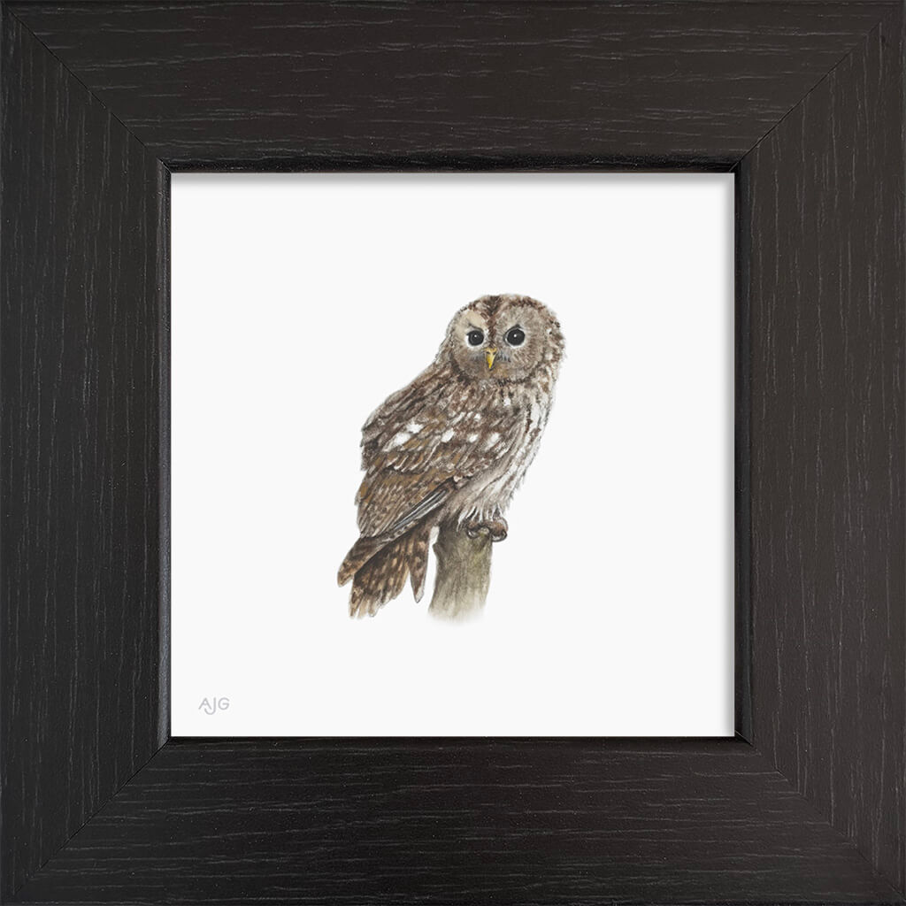 Framed artwork of an owl on a white background