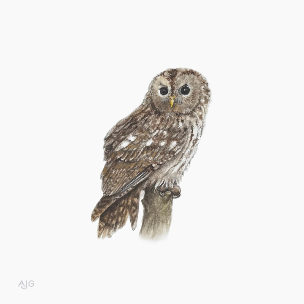 Illustration of a tawny owl on a white background