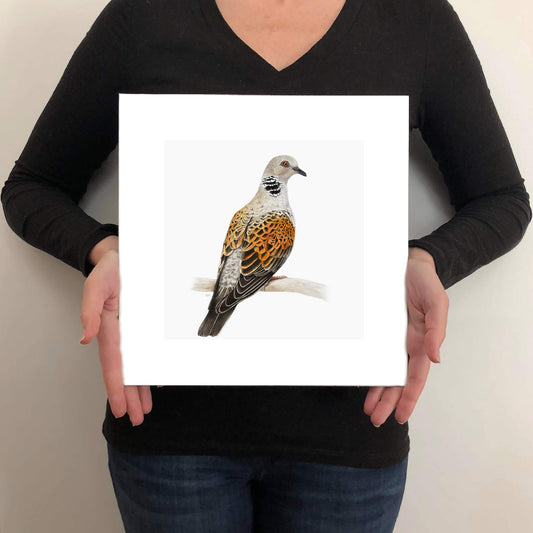 Person holding a fine art print of a turtle dove on a plain background