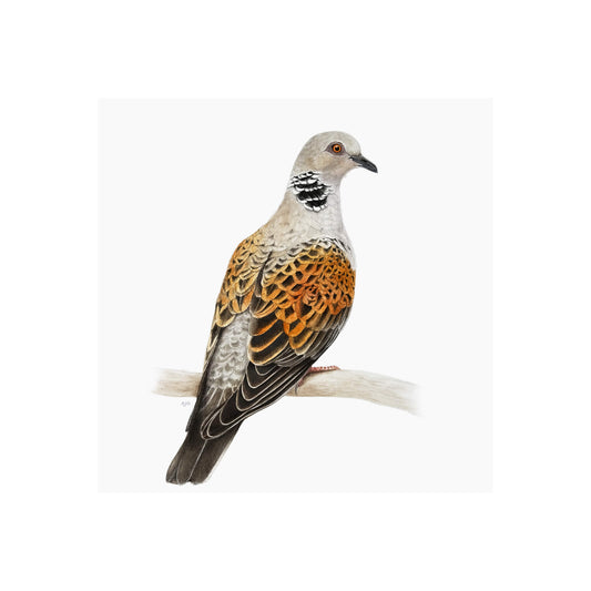 Turtle dove with copper and brown plumage on a white background