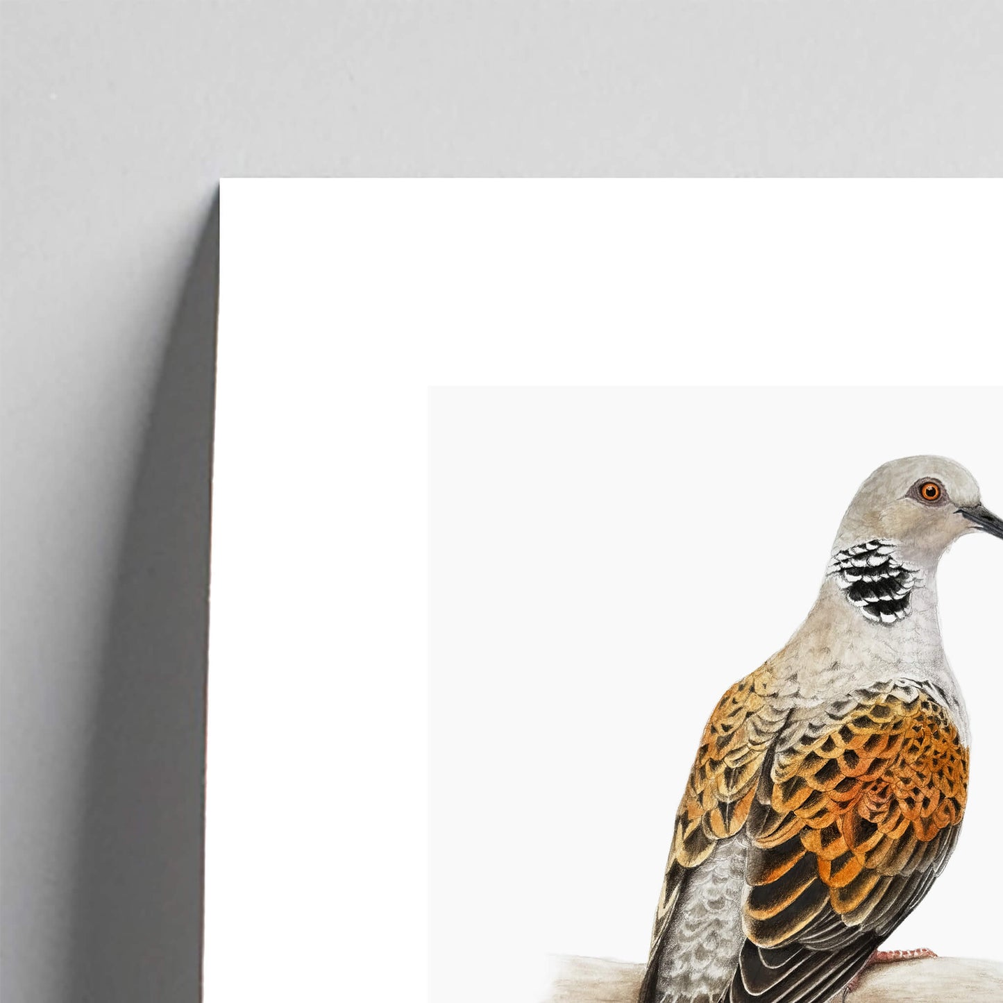 Detail of a turtle dove giclée print on a white background