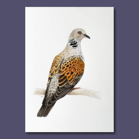 Original bird painting of a turtle dove on a branch on a dark purple background