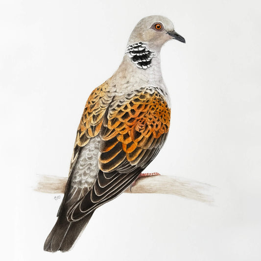 Turtle dove on white background Original Gouache Painting on paper