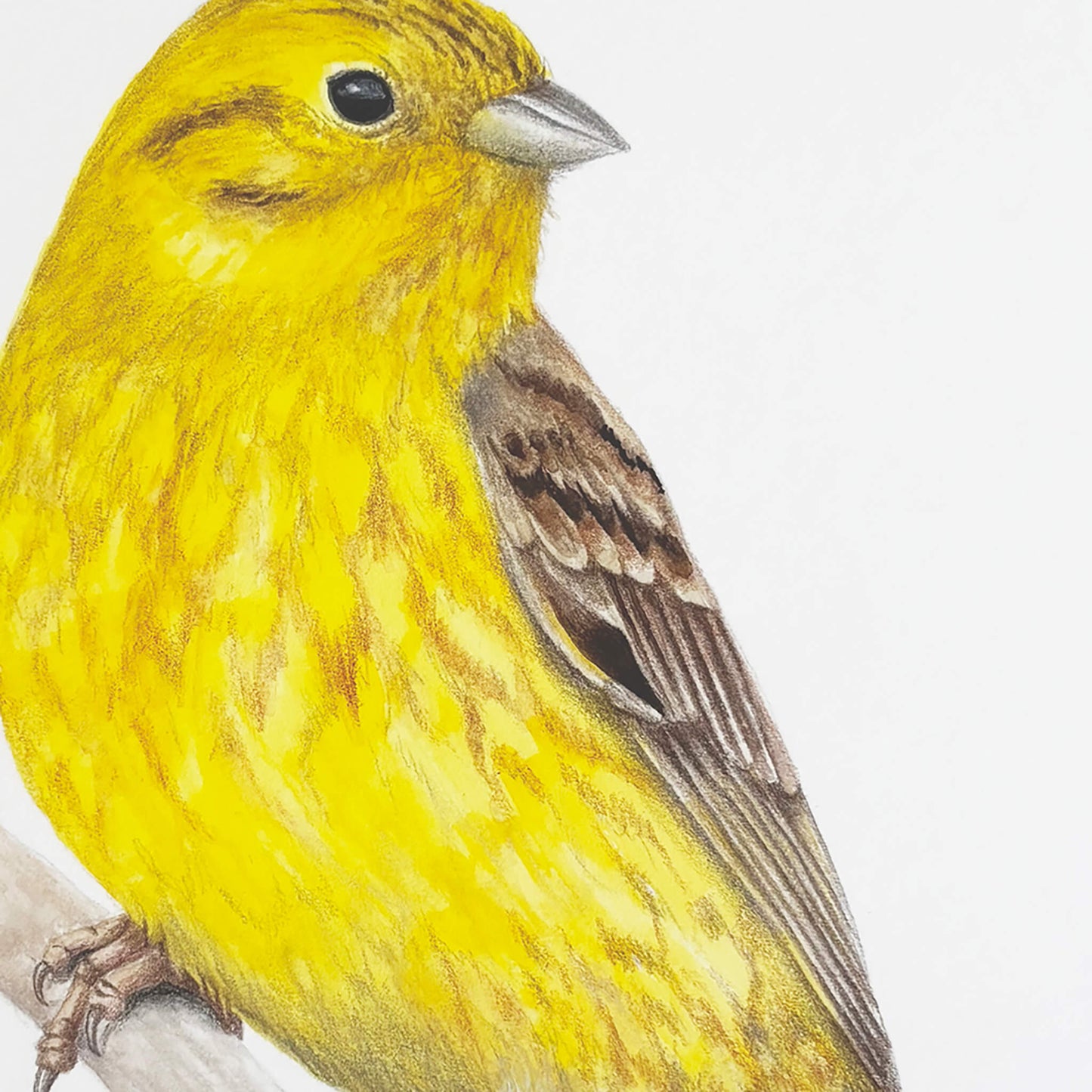 Detail of an original gouache painting of a yellowhammer bird on a branch