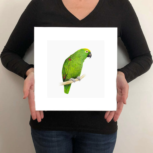 A giclée fine art print on paper of a parrot bird on a light grey background. This image illustrates the print size.