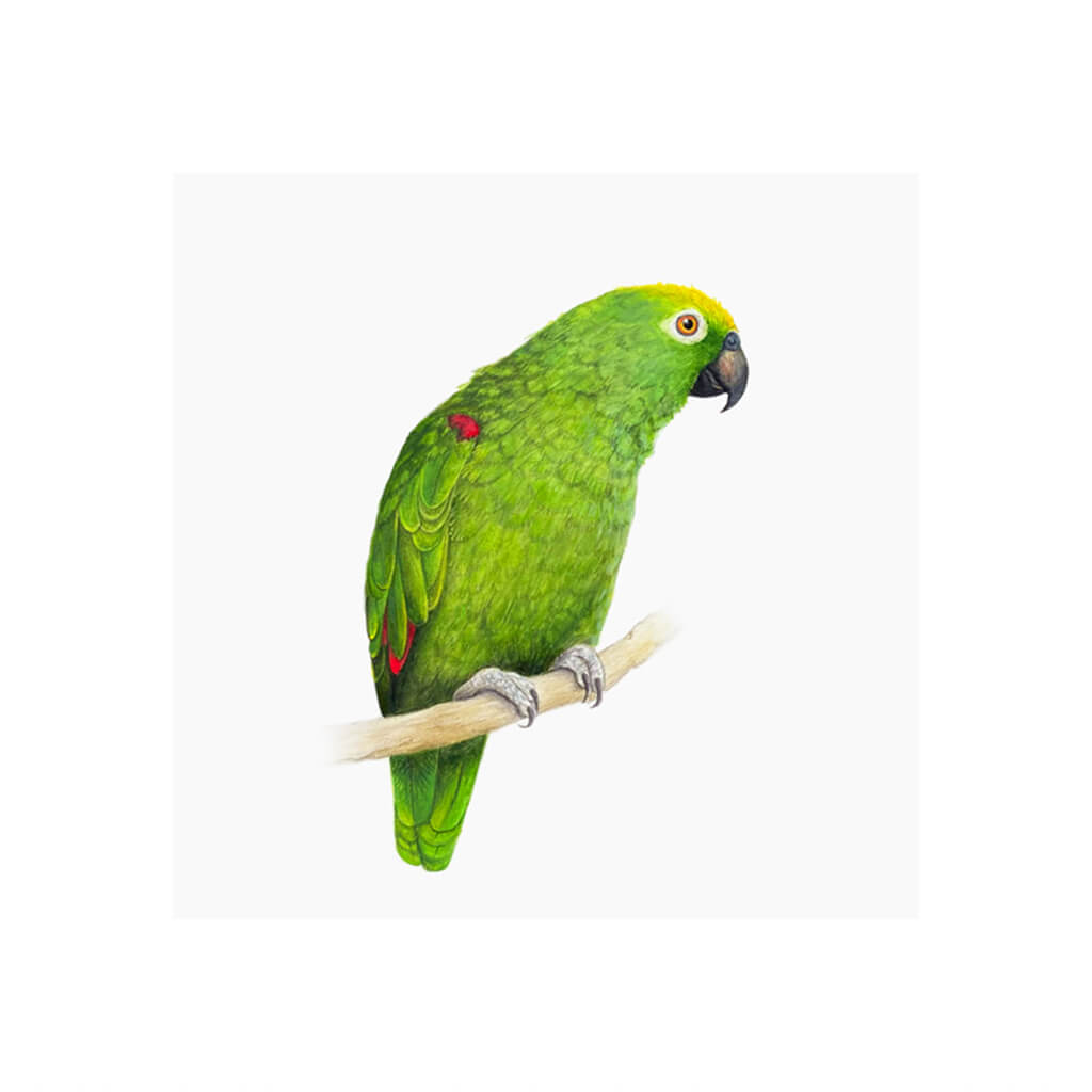 A giclée fine art print of an Amazon Parrot bird sitting on branch, against a pale neutral colour background.